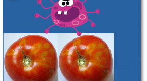 Virus   Alerte rouge sur la tomate
