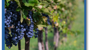 Plantations de vignes   Les vignerons contre la libéralisation