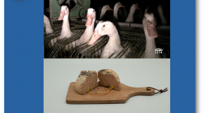 Foie gras   Les alternatives au gavage déçoivent