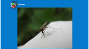 Moustiques (infographie) – Vous et les piqûres de moustiques