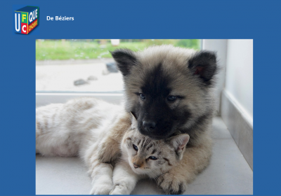 Animaux de compagnie – De nouvelles contraventions en cas de non-respect des règles à l’adoption